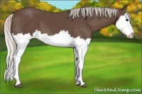 Horse Color:Silver Black Splash
