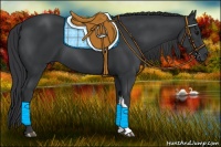 Horse Color:Black and Black