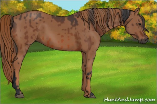 Horse Color:Bay  and Chestnut 