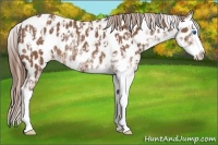 Horse Color:Liver Chestnut Sabino Splash Appaloosa and Chestnut Sabino Splash Appaloosa