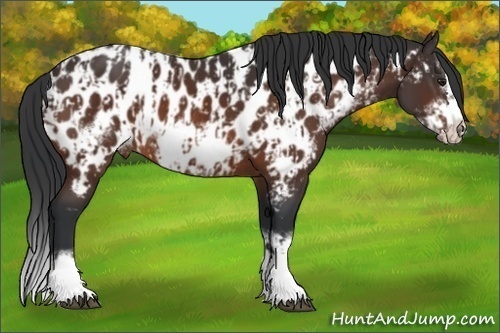 Horse Color:Brown Sabino Splash Appaloosa  and Brown Sabino Splash Frame Appaloosa 
