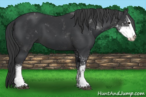 Horse Color:Black Sabino 