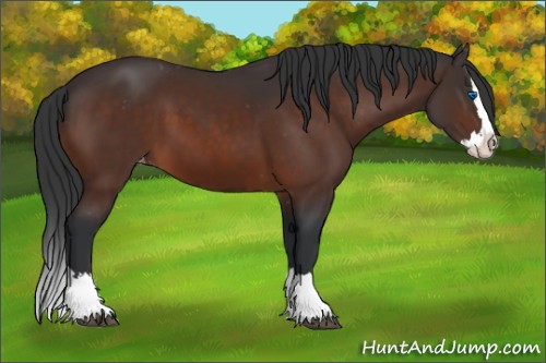 Horse Color:Bay Sabino Splash Appaloosa  and Bay Sabino Splash Appaloosa 
