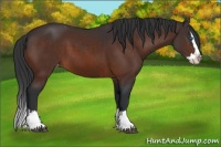 Horse Color:Bay Sabino Splash Appaloosa  and Bay Sabino Splash Appaloosa 