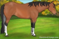 Horse Color:Bay Tobiano 