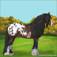 Horse Color:Brown Sabino Varnish 