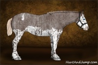 Horse Color:Liver Red Roan Sabino Splash Appaloosa  and Liver Red Roan Sabino Splash Appaloosa 