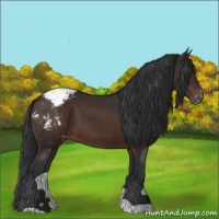 Horse Color:Brown Appaloosa