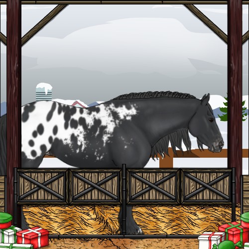 Horse Color:Black Appaloosa 
