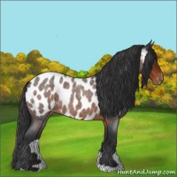 Horse Color:Brown Roan Near Leopard 