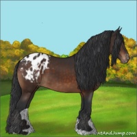 Horse Color:Brown Appaloosa