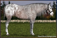Horse Color:Bay Roan Sabino Splash Appaloosa  and Bay Roan Sabino Splash Appaloosa 