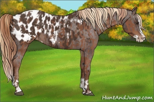 Horse Color:Liver Chestnut Sabino Splash Appaloosa  and Liver Chestnut Sabino Splash Appaloosa Rabicano 