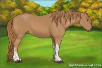 Horse Color:Chestnut Tobiano
