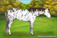 Horse Color:Liver Chestnut Sabino Splash Appaloosa and Liver Chestnut Sabino Splash Appaloosa