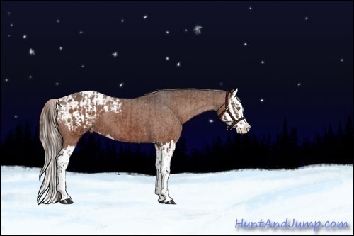 Horse Color:Silver Brown Sabino Splash Tobiano Appaloosa  and Liver Chestnut Sabino Splash Appaloosa 