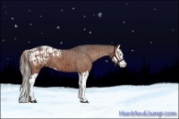 Horse Color:Silver Brown Sabino Splash Tobiano Appaloosa  and Liver Chestnut Sabino Splash Appaloosa 