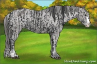 Horse Color:Black Sabino Splash Appaloosa and Grullo Sabino Splash Appaloosa