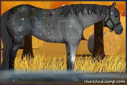 Horse Color:Midnight Black