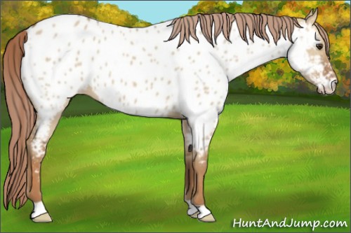 Horse Color:Red Dun Near Leopard 