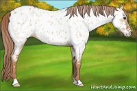 Horse Color:Red Dun Near Leopard