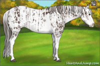 Horse Color:Liver Chestnut Sabino Splash Appaloosa  and Gray Liver Chestnut Sabino Splash Appaloosa 