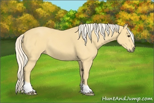 Horse Color:Palomino