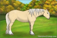 Horse Color:Palomino 
