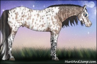Horse Color:Brown Roan Sabino Splash Near Leopard and Brown Roan Dun Sabino Splash Near Leopard