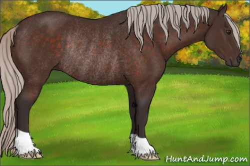 Horse Color:Silver Brown Rabicano