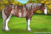 Horse Color:White Spotted Silver Brown Rabicano 