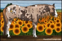 Horse Color:Liver Chestnut Splash Tobiano Appaloosa Rabicano  and Liver Red Roan Pearl Sabino Splash Rabicano 