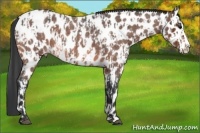 Horse Color:Bay Roan Sabino Splash Leopard  and Bay Roan Sabino Splash Leopard 