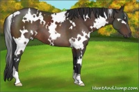 Horse Color:White Spotted Brown 