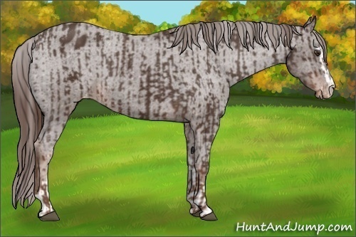 Horse Color:Liver Chestnut Sabino Splash Varnish and Liver Chestnut Sabino Varnish