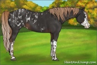 Horse Color:Liver Chestnut Sabino Splash Blanket  and Liver Chestnut Sabino Splash Varnish 
