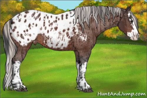 Horse Color:Bay Sabino Splash Appaloosa  and Silver Bay Sabino Splash Appaloosa 