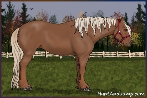 Horse Color:Unknown 