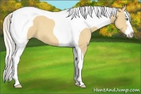 Horse Color:Silver Amber Champagne Dun Splash Tobiano 