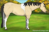 Horse Color:Buckskin Dun Tobiano