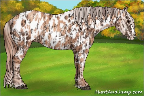 Horse Color:Liver Chestnut Sabino Splash Appaloosa  and Gold Champagne Sabino Splash Appaloosa 