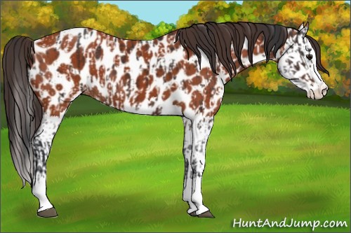 Horse Color:Brown Sabino Splash Near Leopard  and Brown Sabino Splash Near Leopard 