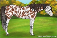 Horse Color:Brown Sabino Splash Near Leopard  and Brown Sabino Splash Near Leopard 