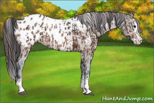 Horse Color:Brown Sabino Splash Appaloosa  and Brown Dun Sabino Splash Appaloosa 