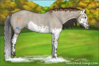 Horse Color:Smoky Grullo Roan Splash 