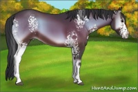Horse Color:White Spotted Brown Onyx 