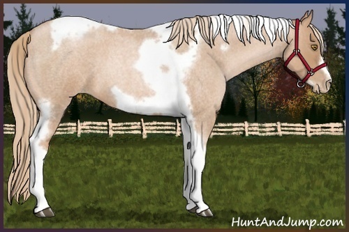 Horse Color:Red Roan Pearl Tobiano Frame 