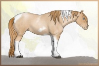 Horse Color:Red Roan Pearl Tobiano Frame 