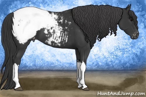 Horse Color:Black Appaloosa 