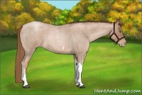 Horse Color:Liver Red Roan Pearl Tobiano Frame 